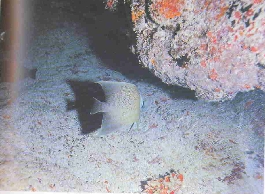 Подводный мнр Полинезии.